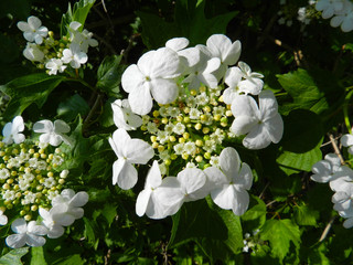 Viburnum opulus, Guelder rose. Beautiful white flowers of blooming Viburnum shrub on dark green background. Selective focus, closeup. Nature concept for green design.