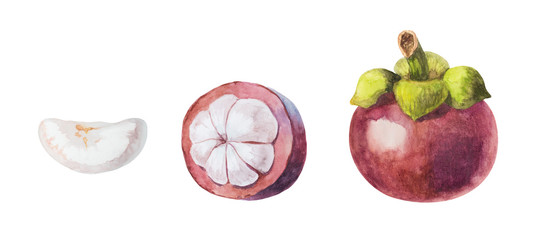 Watercolor painting of tropical fruit mangosteen whole, half and piece isolated on white background