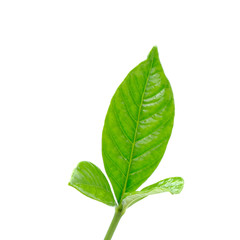 Fototapeta premium green leaf isolated on white background