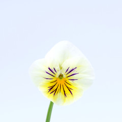 Close-up of yellow flower on white background