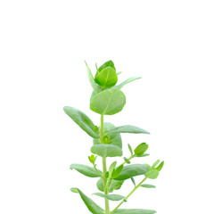 green plant isolated on white background