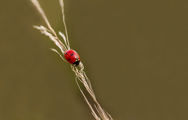 Red colored black spotted Ladybug; Coccinellidae