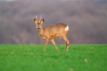 deer on a green field