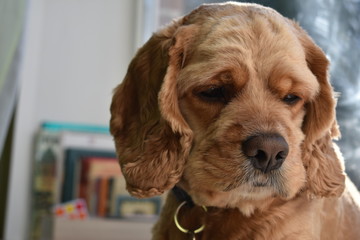 portrait of a Cocker Spaniel dog on a bright Sunny background