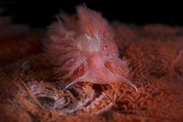 Red Sponge Noumeaella. Nudibranch  Noumeaella sp. Underwater macro photography from Tulamben, Bali,  Indonesia