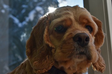 portrait of a Cocker Spaniel dog on a bright Sunny background