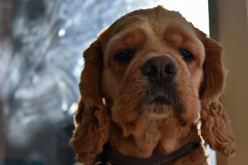 portrait of a Cocker Spaniel dog on a bright Sunny background