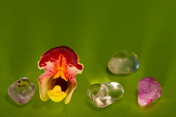 Internal mouth shape part of orchid flower next to gemstones. Weird alien creature at green...