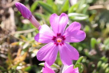 サクラソウのピンクの花