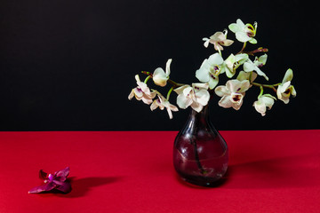 .Glass vase with orchid white flowers on red table. One different purple color flower separate on the table. Black background.