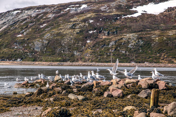Harbor of gulls in Teriberka. Barents Sea. The Kola Peninsula is the north of Russia.