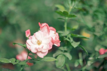 Beautiful pink roses flower in the garden
