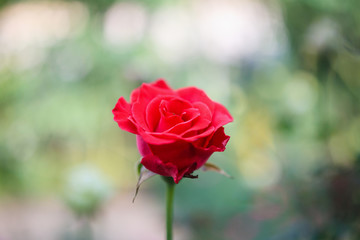 Beautiful red roses flower in the garden