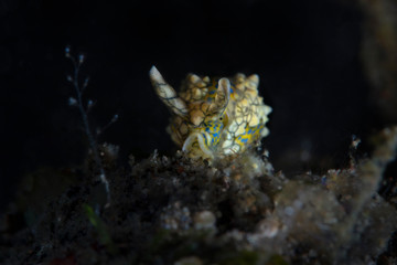 Fototapeta na wymiar Sea Slug  Oxynoe kylei. Underwater macro photography from Tulamben, Bali, Indonesia