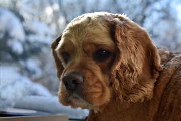 portrait of a Cocker Spaniel dog on a bright Sunny background