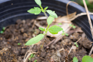 Tomato sprouts close up in the garden