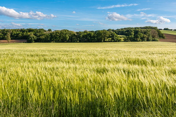 Flat view over a field of green wheat