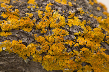 Yellow lichen on an almond tree