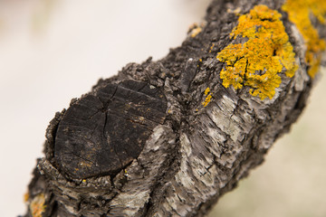 Yellow lichen on an almond tree
