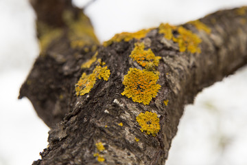 Yellow lichen on an almond tree