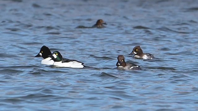 The common goldeneye (Bucephala clangula) is a medium-sized sea duck of the genus Bucephala, the goldeneyes.