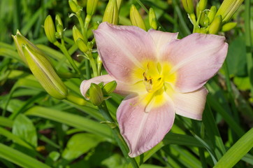 Blooming daylily varieties 