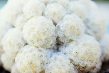 Close up of Cactus Succulent Plant