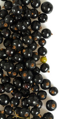black currant isolated