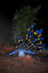 Nudibranch Stiliger sp.  Underwater macro photography from Tulamben, Bali,  Indonesia