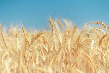 Golden wheat field in summer.