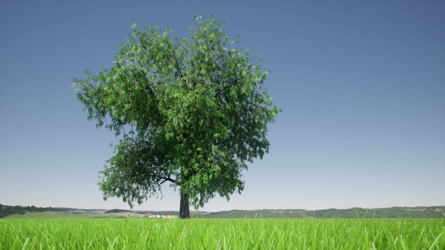 Growth tree on green background. Eco green nature forest background template. Business development. 4k