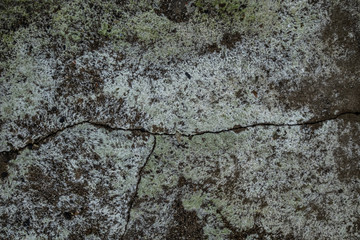 Texture of seaweed and rocks in the coast for wallpaper