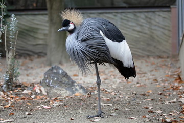 ホオジロカンムリヅル