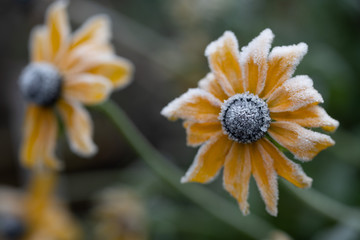Flower-Frost