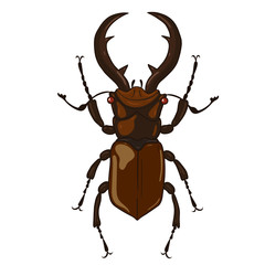 Stag-beetle isolate on white background. Vector graphics.