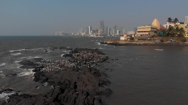 Flock of birds taking off from a rock in the sea off the coast of Mumbai city with large buildings in the background