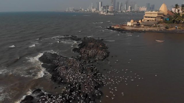 Drone shot of a flock of birds on a rock at sea near a large city