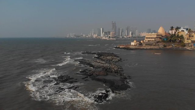 Drone shot over a large flock of white birds on a rocky outcrop in the sea Mumbai city Haji Ali dargah