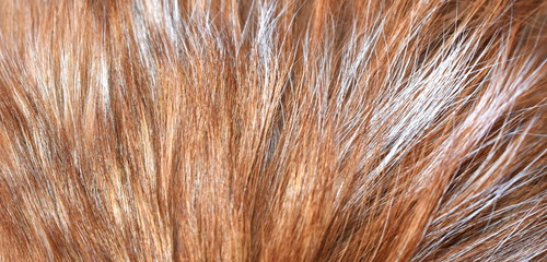 Cat hair close up, white and brown.