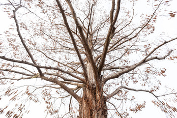小布施町のメタセコイア