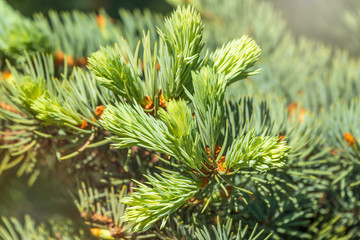 Fir branches with fresh shoots in spring.