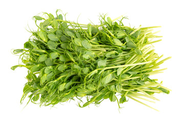 Microgreens bean top. Cut out on white background.