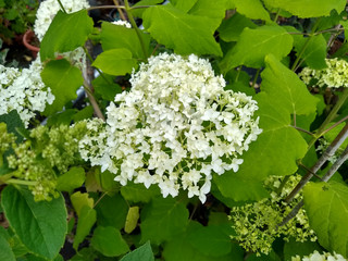 Hydrangea arborescens 'Annabelle'