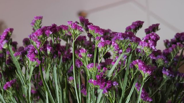Statice flower of purple color. Flowers for sale in a shop for decoration and congratulation
