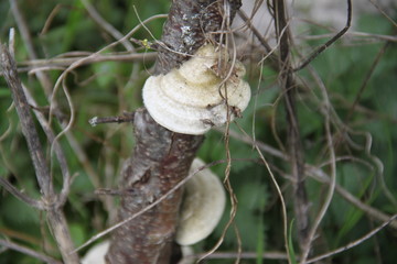 Circular mushroom on a peach tree trunk