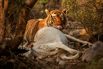 Tiger in the nature habitat. Tiger male eating cow in the jungle. Wildlife scene with danger animal. Hot summer in Rajasthan, India. Wild tiger and its natural behaviour. Panthera tigris tigris.