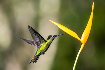 Blue hummingbird Violet Sabrewing flying next to beautiful red flower. Tinny bird fly in jungle. Wildlife in tropic Costa Rica. Two bird sucking nectar from bloom in the forest. Bird behaviour
