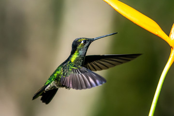 Blue hummingbird Violet Sabrewing flying next to beautiful red flower. Tinny bird fly in jungle. Wildlife in tropic Costa Rica. Two bird sucking nectar from bloom in the forest. Bird behaviour
