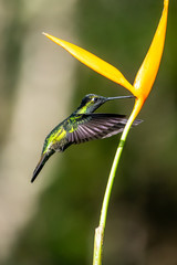 Blue hummingbird Violet Sabrewing flying next to beautiful red flower. Tinny bird fly in jungle. Wildlife in tropic Costa Rica. Two bird sucking nectar from bloom in the forest. Bird behaviour