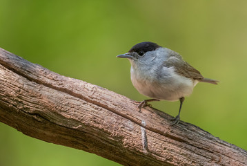 Eurasian Blackcap - Sylvia atricapilla, inconspicuous brown song bird from European forests and woodlands, Hortobagy, Hungary.